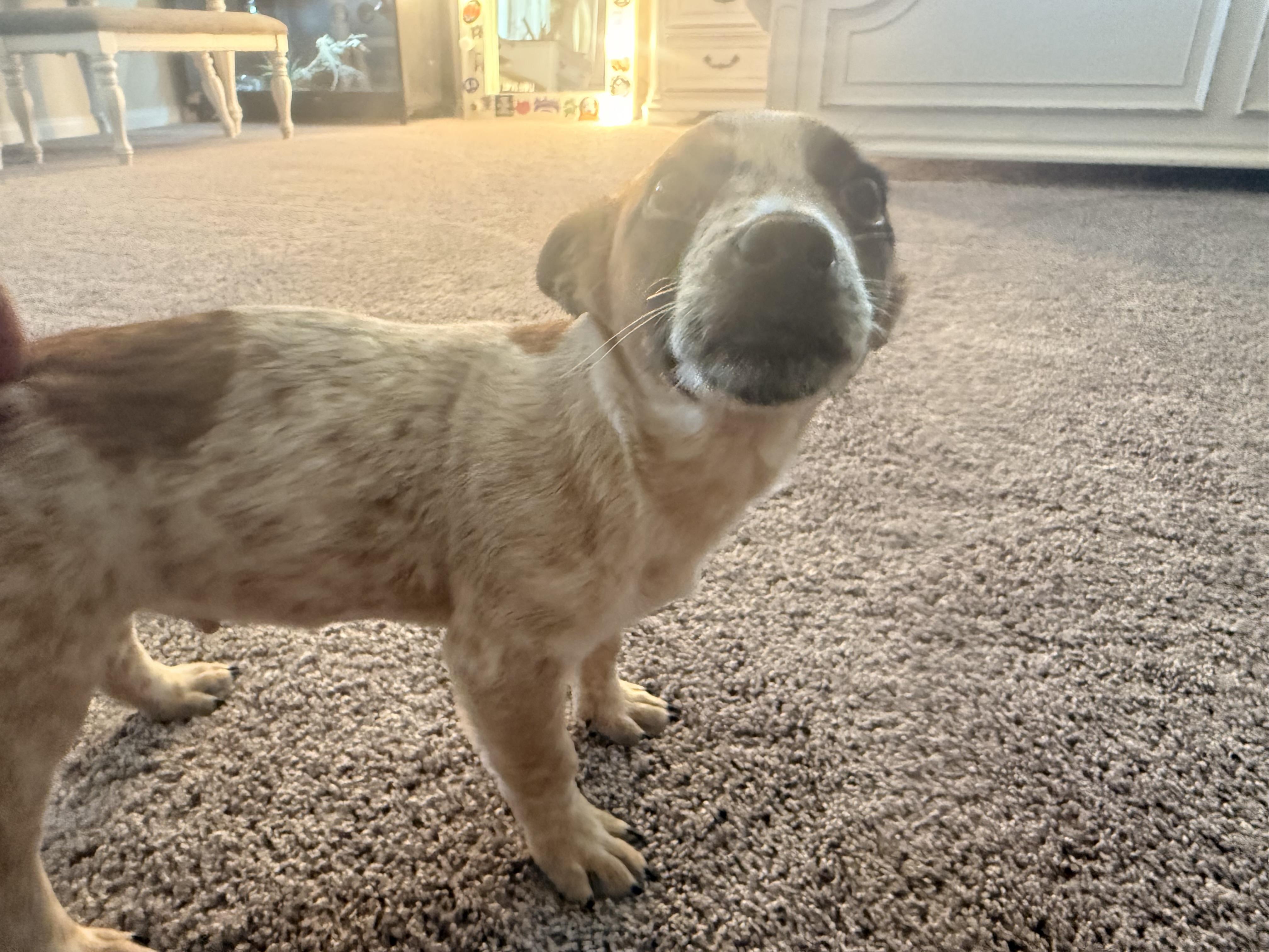 Enlarge Jonas, an adopted Australian Cattle Dog / Blue Heeler in Bend, OR image 4/6