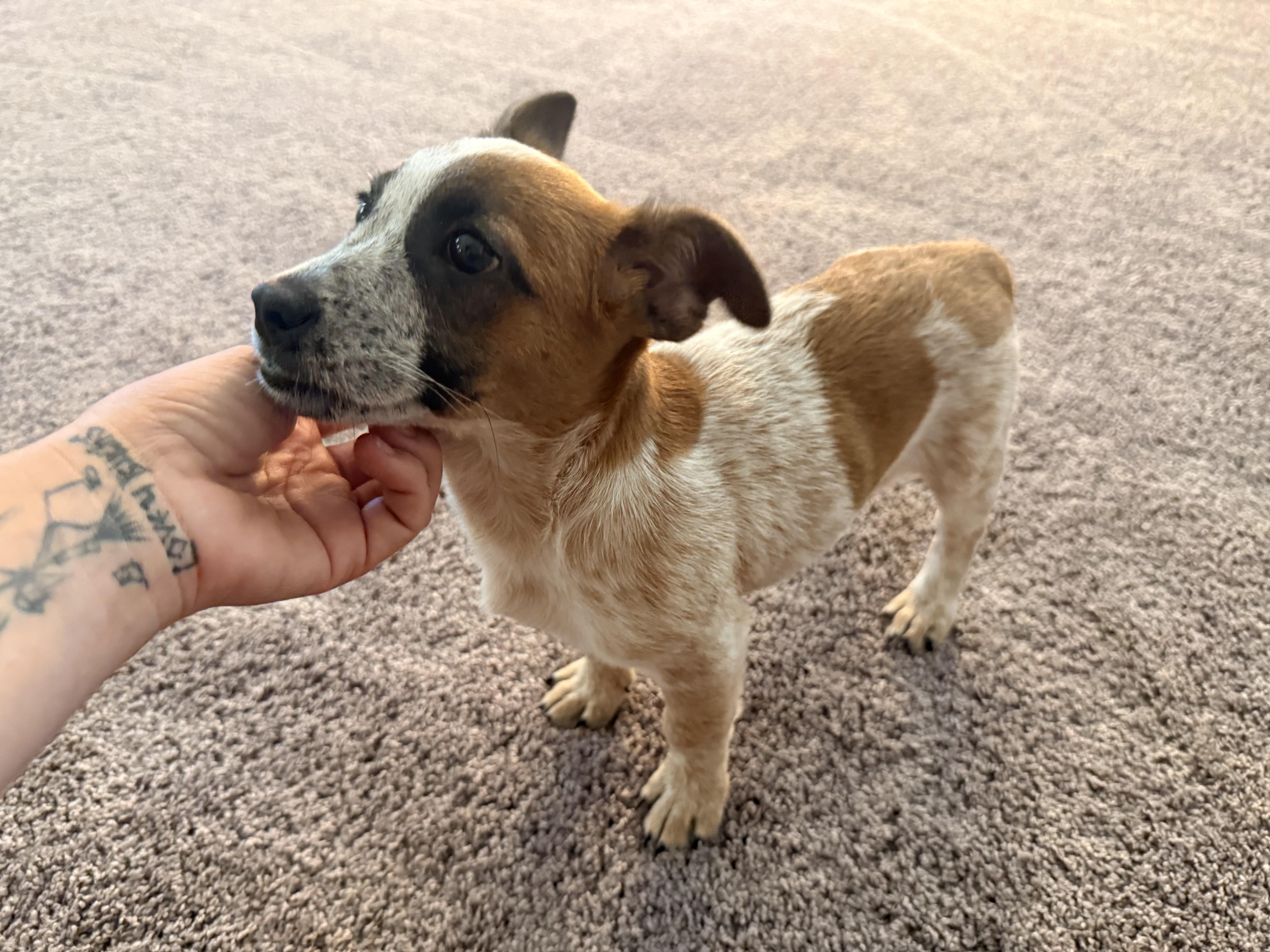 Enlarge Jonas, an adopted Australian Cattle Dog / Blue Heeler in Bend, OR image 2/6