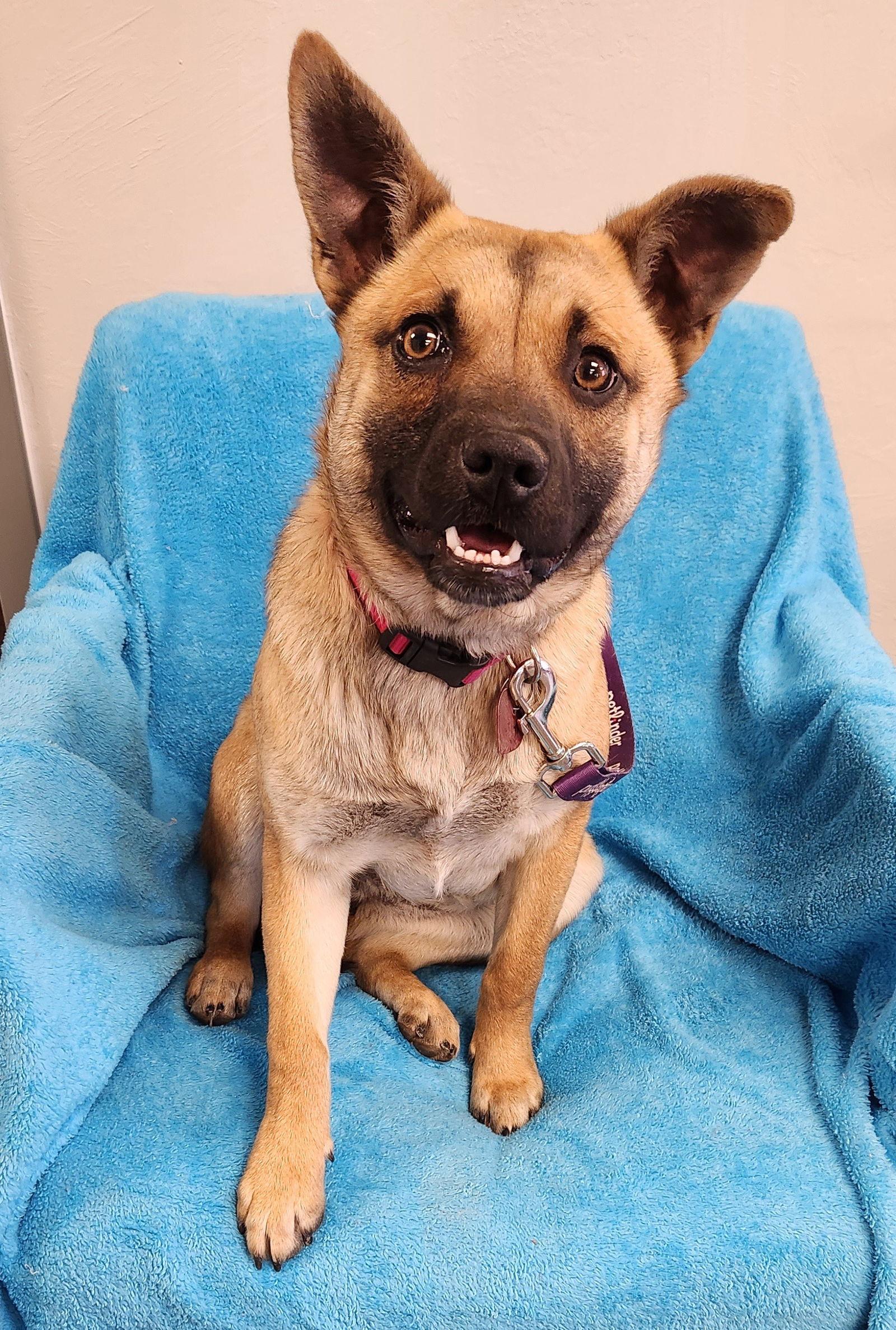 Ella, a Adopted German Shepherd Dog in Clinton, OK image 1/3