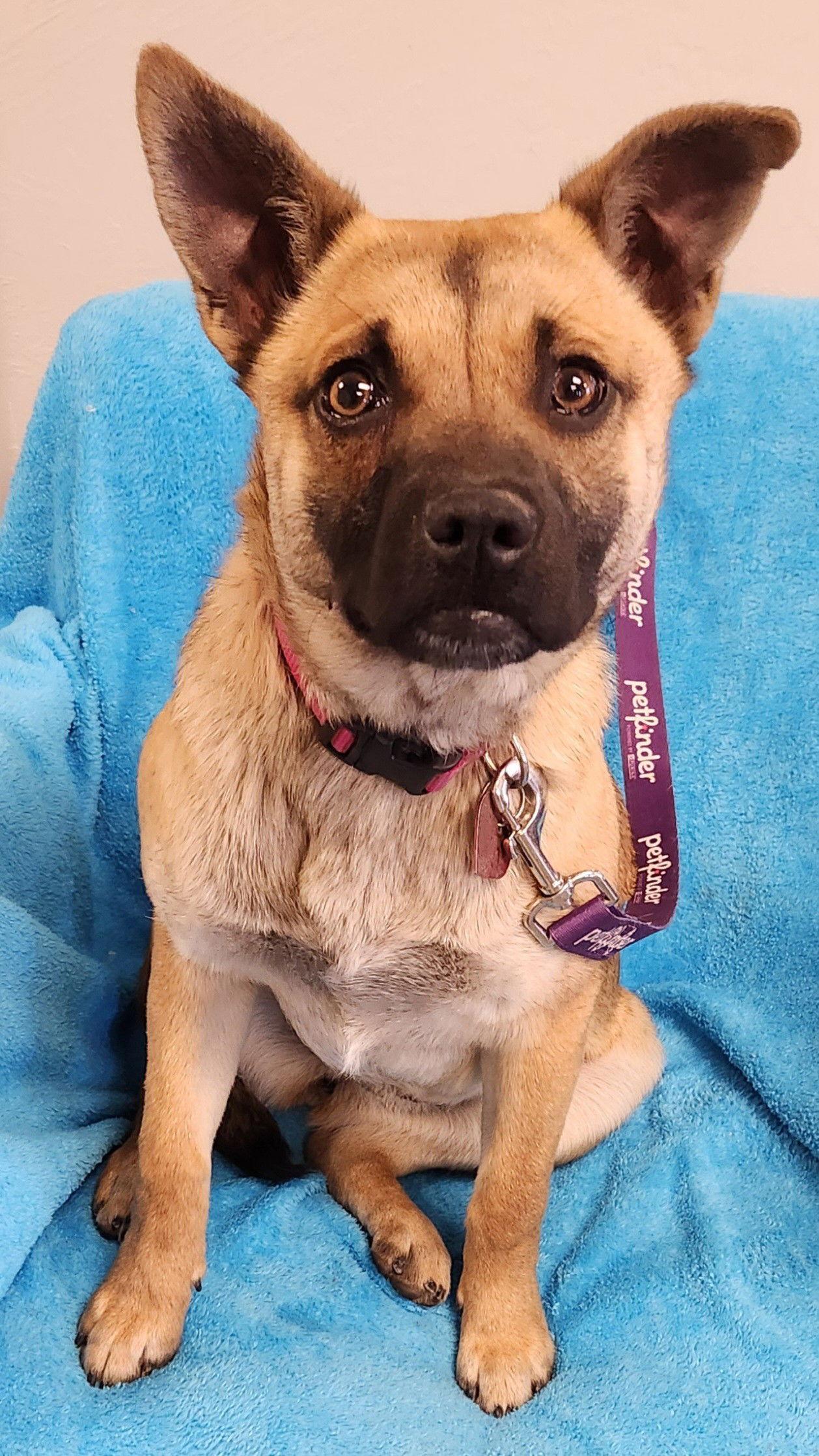 Ella, a Adopted German Shepherd Dog in Clinton, OK image 2/3