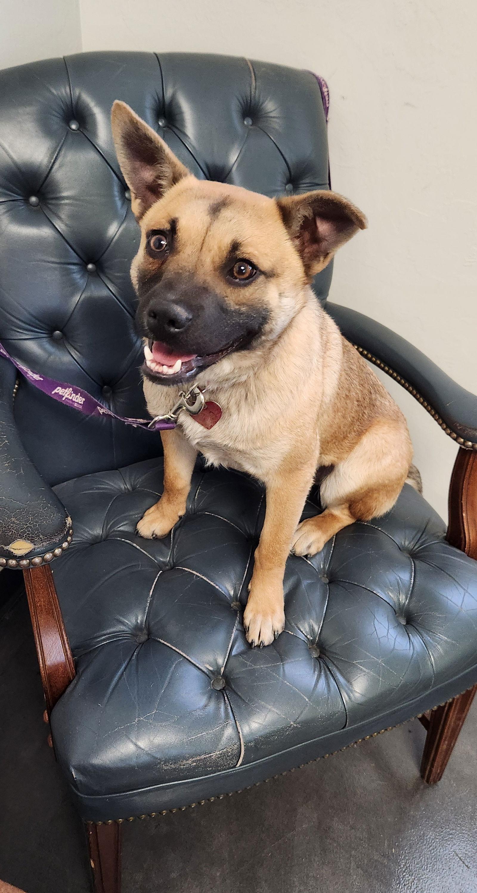 Ella, a Adopted German Shepherd Dog in Clinton, OK image 3/3