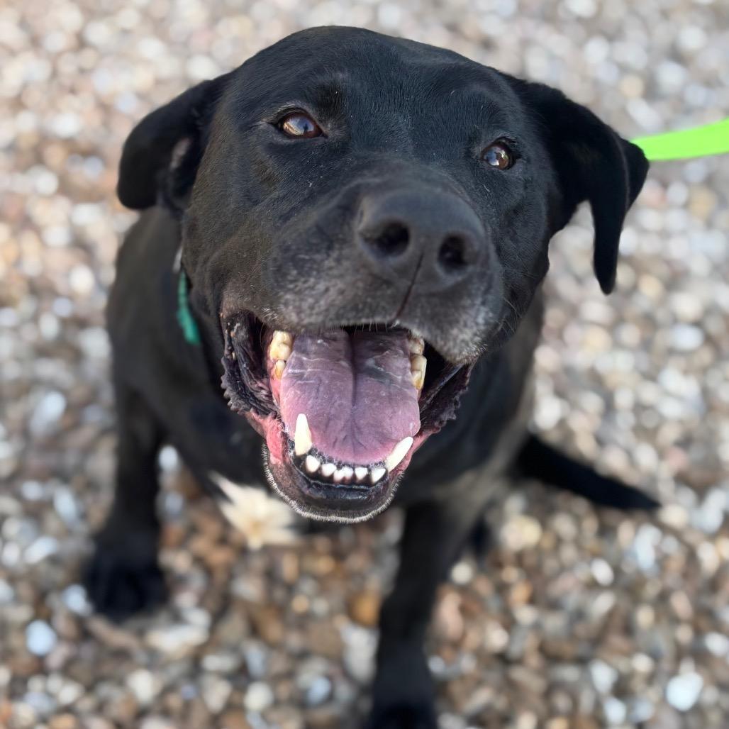 Enlarge Athena, a Adoptable mixed breed in Springfield, MO image 1/6