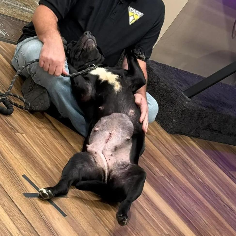 Athena, Adoptable, Adult Female Labrador Retriever.