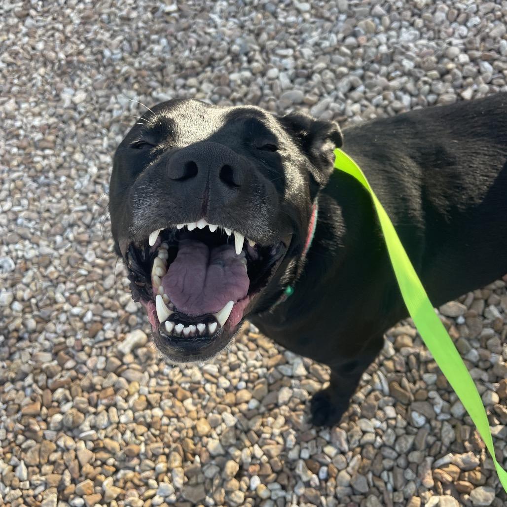 Enlarge Athena, a Adoptable mixed breed in Springfield, MO image 2/6