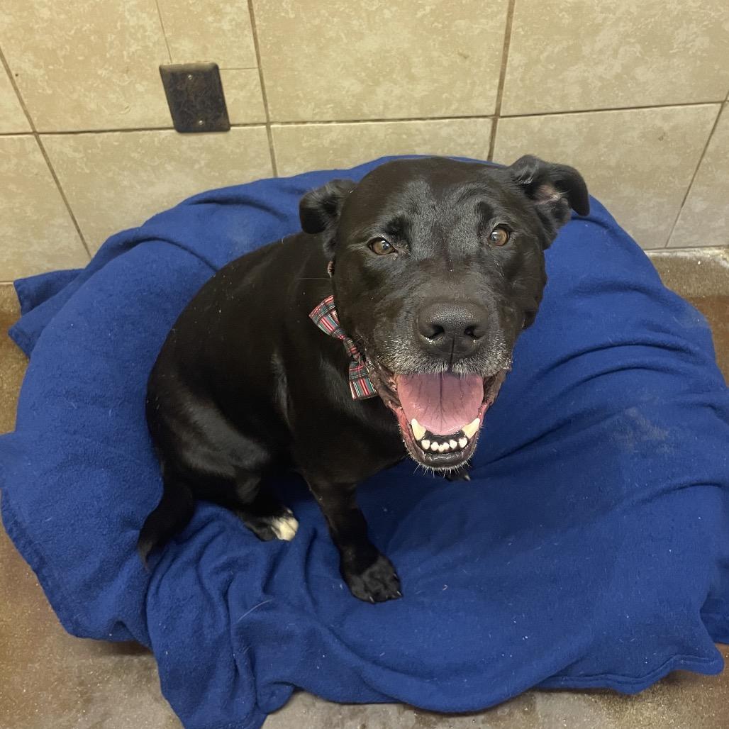 Athena, Adoptable, Adult Female Labrador Retriever.