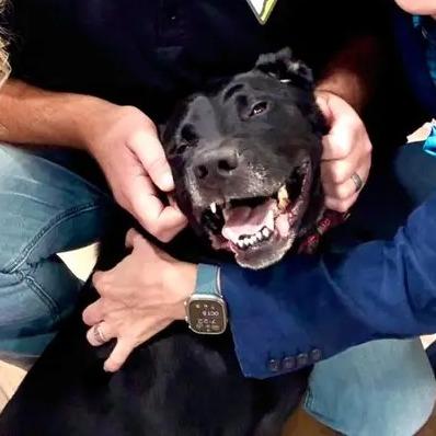 Enlarge Athena, a Adoptable mixed breed in Springfield, MO image 3/6