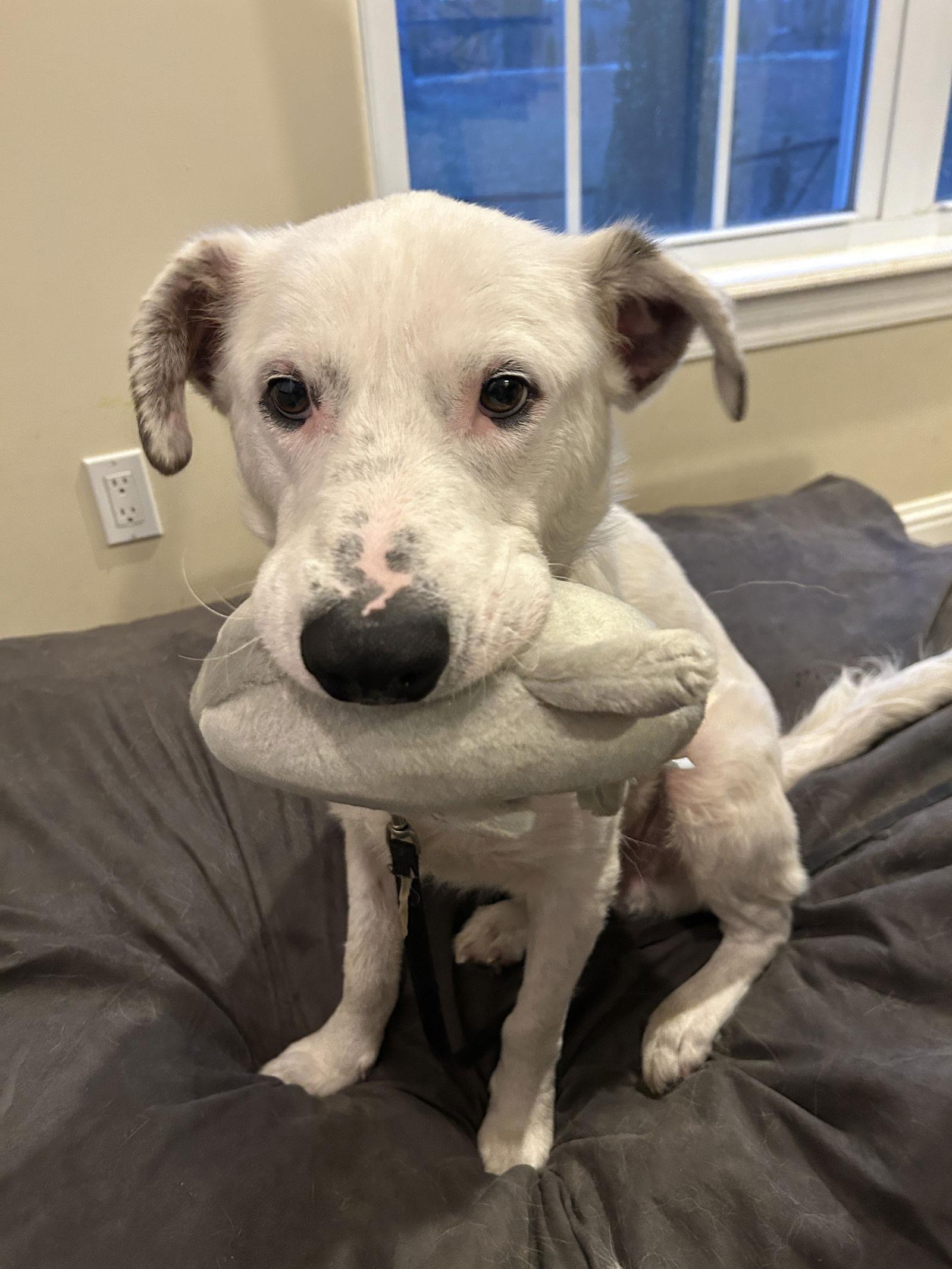 Enlarge Peanut, a Adoptable mixed breed in Barnhart, MO image 1/3