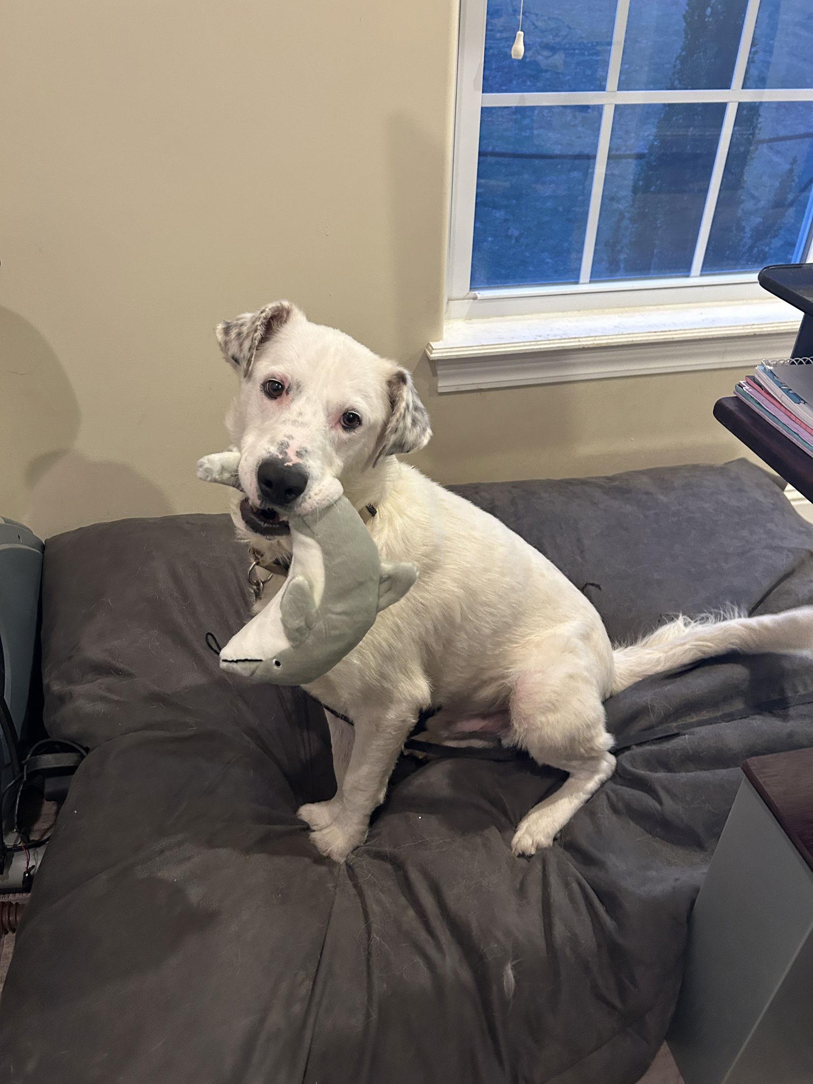 Enlarge Peanut, a Adoptable mixed breed in Barnhart, MO image 2/3