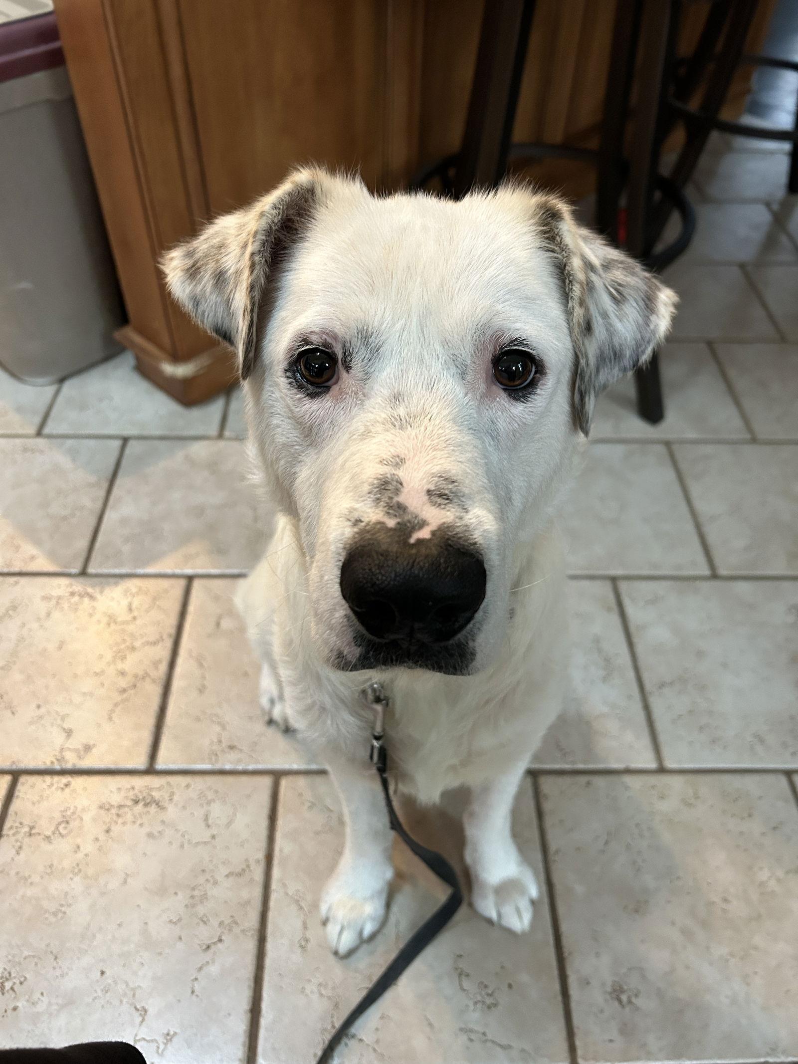 Enlarge Peanut, a Adoptable mixed breed in Barnhart, MO image 3/3