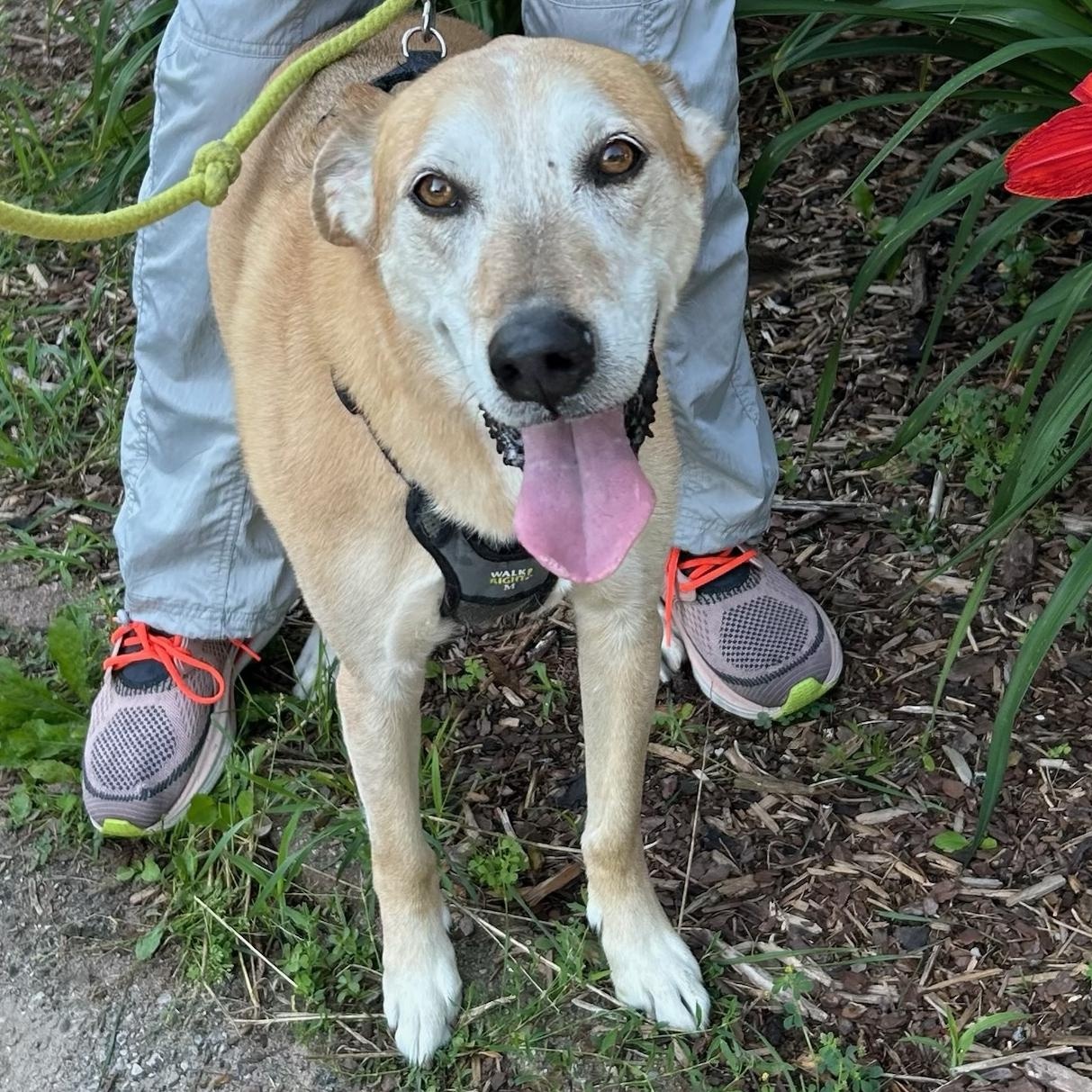 Lily Bean, a ADOPTABLE mixed breed in Traverse City, MI image 2/2