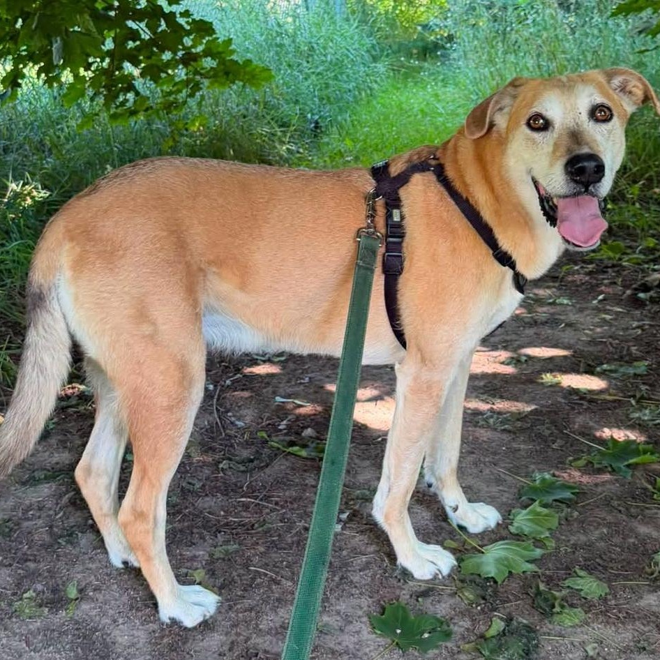 Lily Bean, ADOPTABLE, Senior Female Labrador Retriever.
