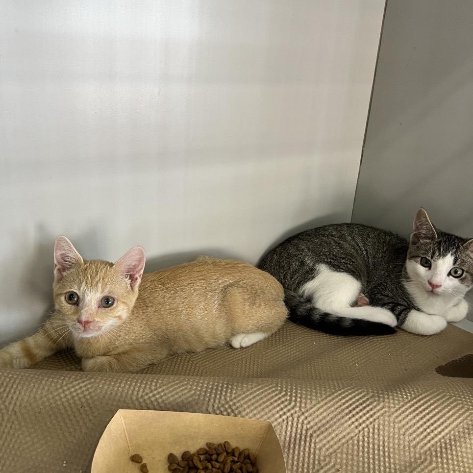 Colonel Mustard, Adoptable, Young Male Domestic Short Hair.