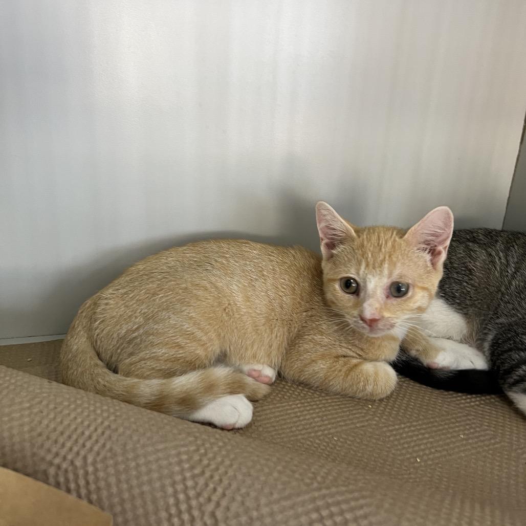 Colonel Mustard, a Adoptable Domestic Short Hair in Forest Hills, NY image 2/6