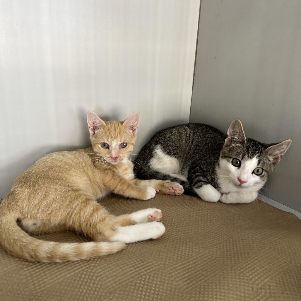 Colonel Mustard, a Adoptable Domestic Short Hair in Forest Hills, NY image 5/6