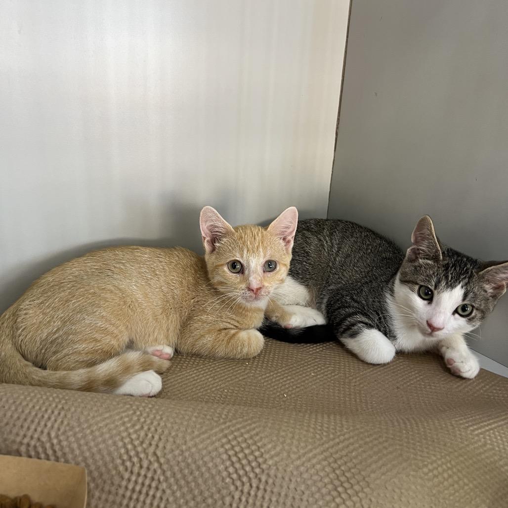 Colonel Mustard, a Adoptable Domestic Short Hair in Forest Hills, NY image 6/6