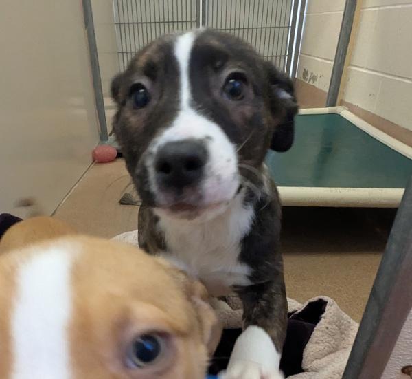 Dopey, Adoptable, Puppy Male Pit Bull Terrier.