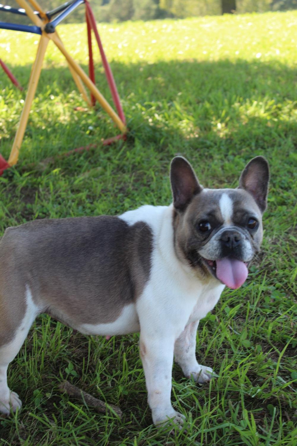 Izzy , a Adoptable French Bulldog in Chester, SC image 1/5
