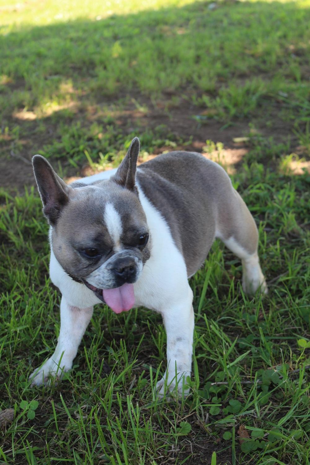 Izzy , a Adoptable French Bulldog in Chester, SC image 2/5