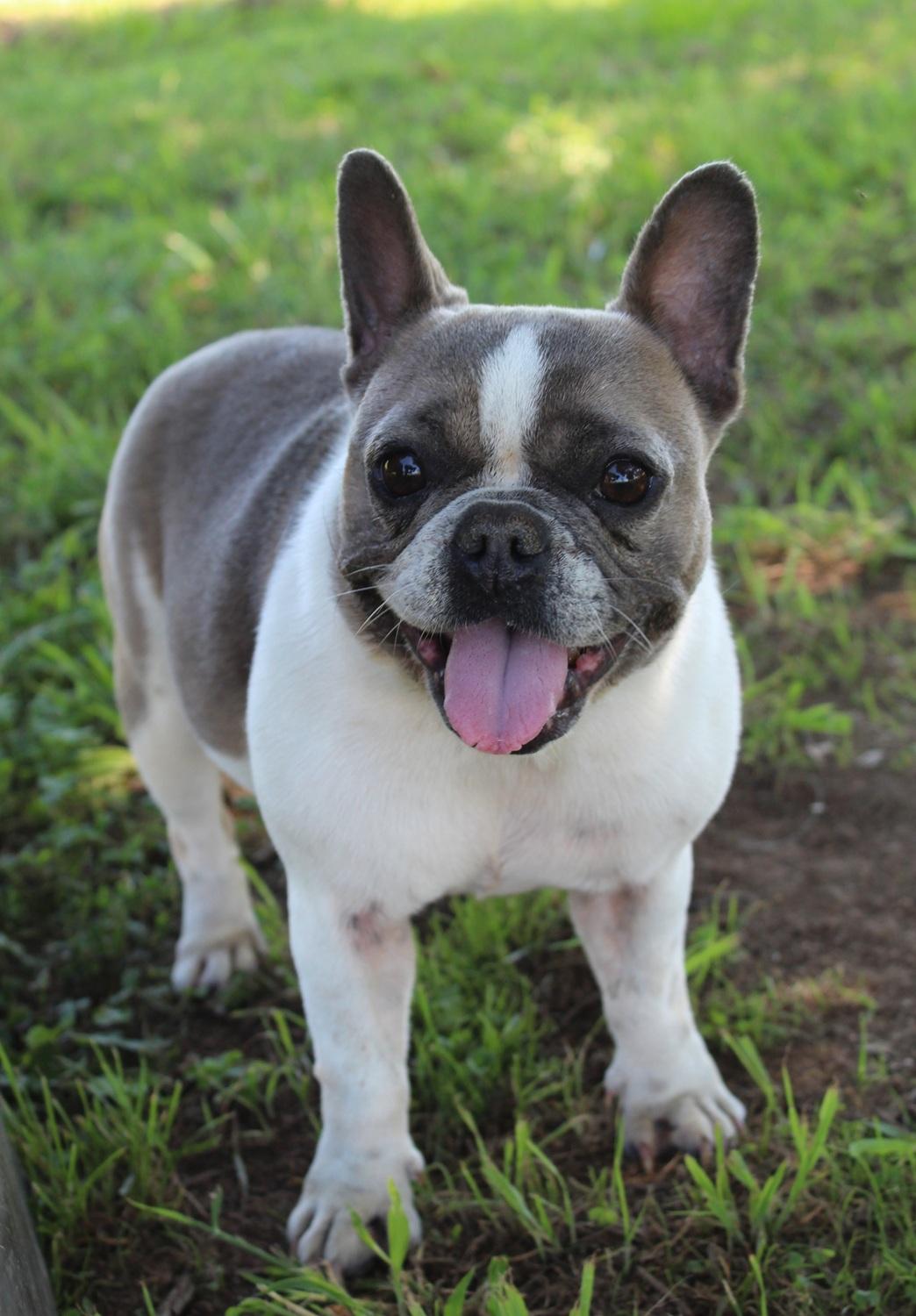Izzy , a Adoptable French Bulldog in Chester, SC image 3/5