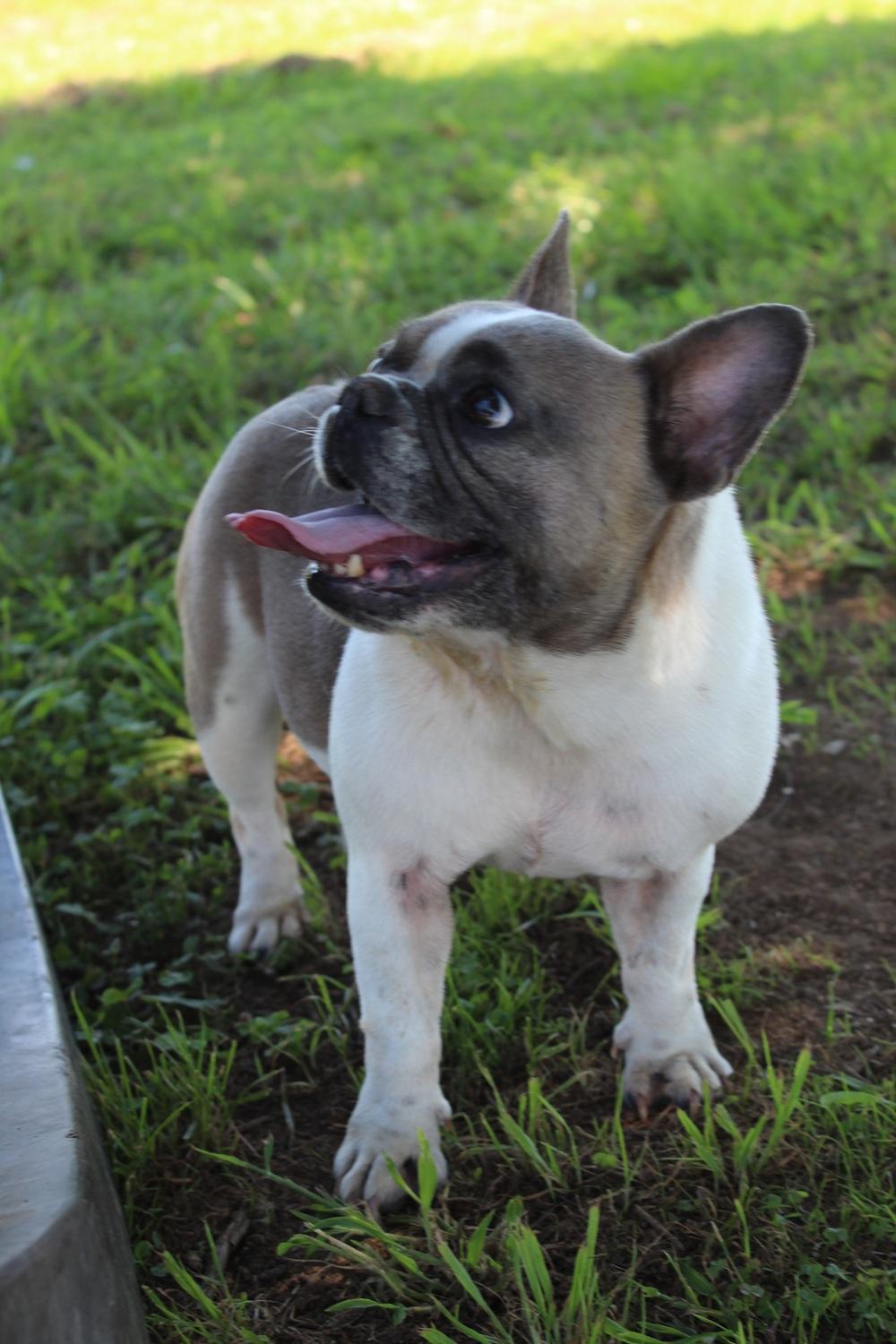 Izzy , a Adoptable French Bulldog in Chester, SC image 4/5