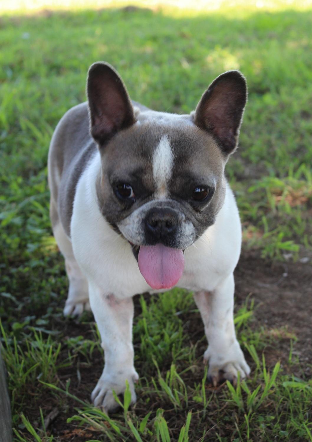 Izzy , a Adoptable French Bulldog in Chester, SC image 5/5
