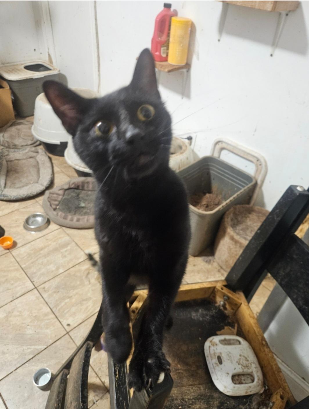 Abyssinian, a Adoptable Domestic Short Hair in Brooklyn, NY image 1/4