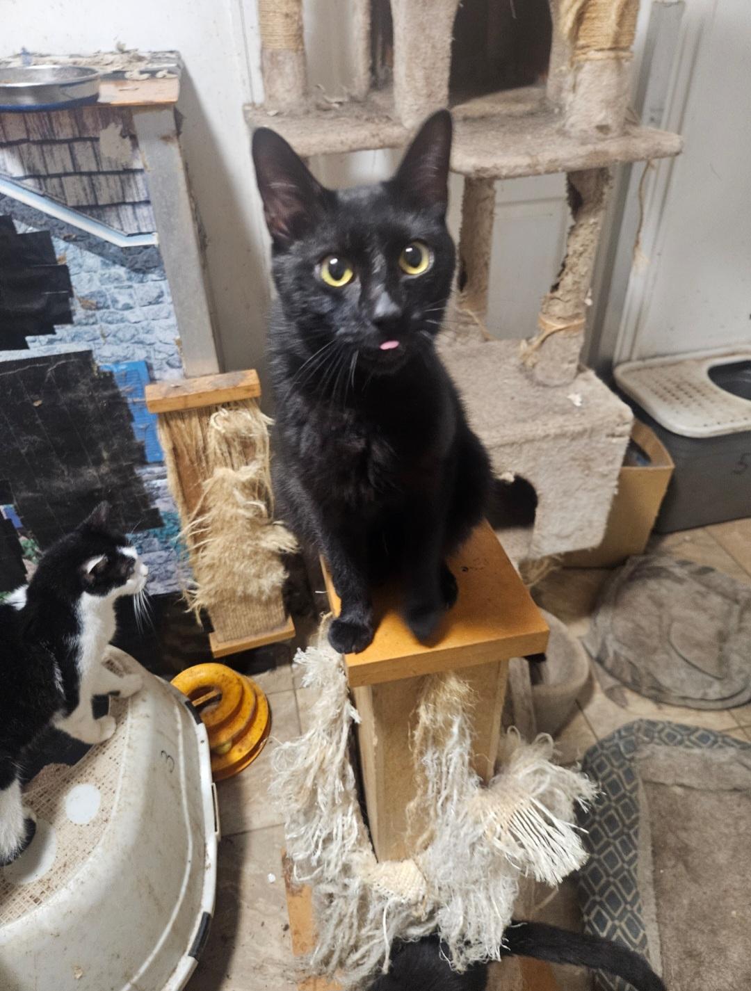 Abyssinian, a Adoptable Domestic Short Hair in Brooklyn, NY image 2/4