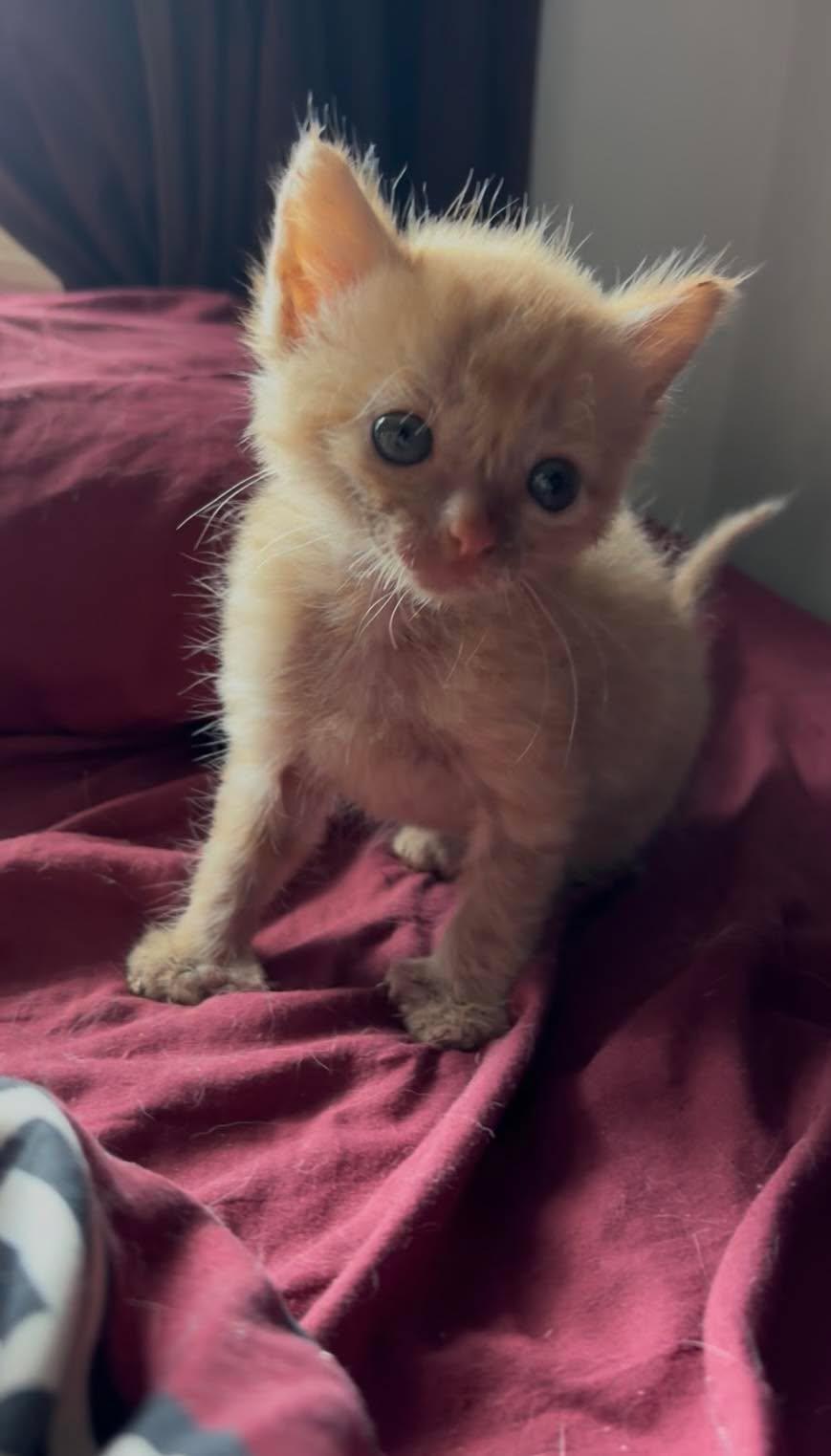 Enlarge DARLA, an adopted Domestic Short Hair in Tillsonburg, ON image 2/4