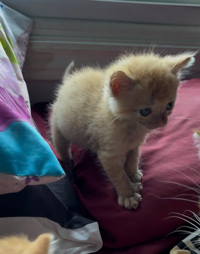 Enlarge DARLA, an adopted Domestic Short Hair in Tillsonburg, ON image 3/4