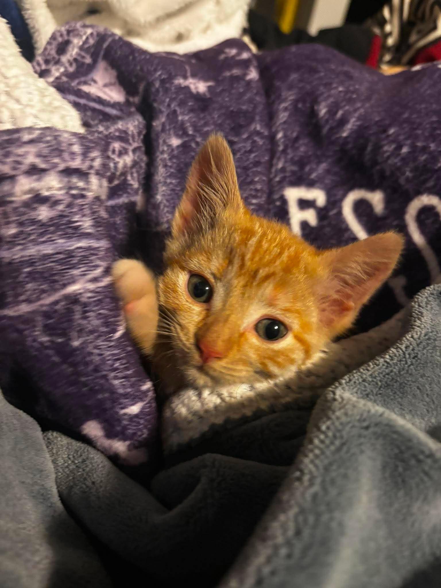 Enlarge DARLA, an adopted Domestic Short Hair in Tillsonburg, ON image 1/4