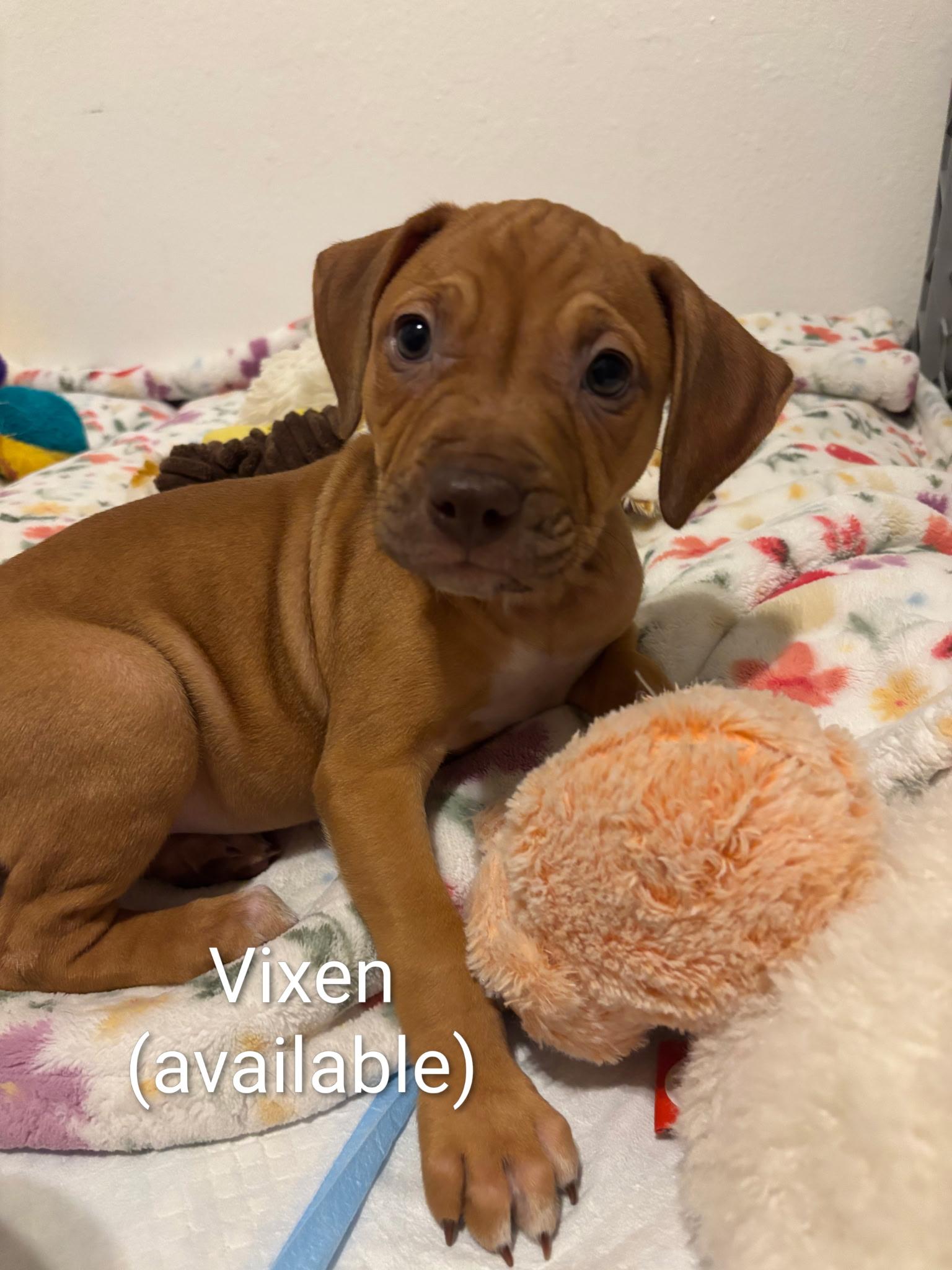 Enlarge Vixen, a ADOPTABLE mixed breed in Cape Coral, FL image 4/5