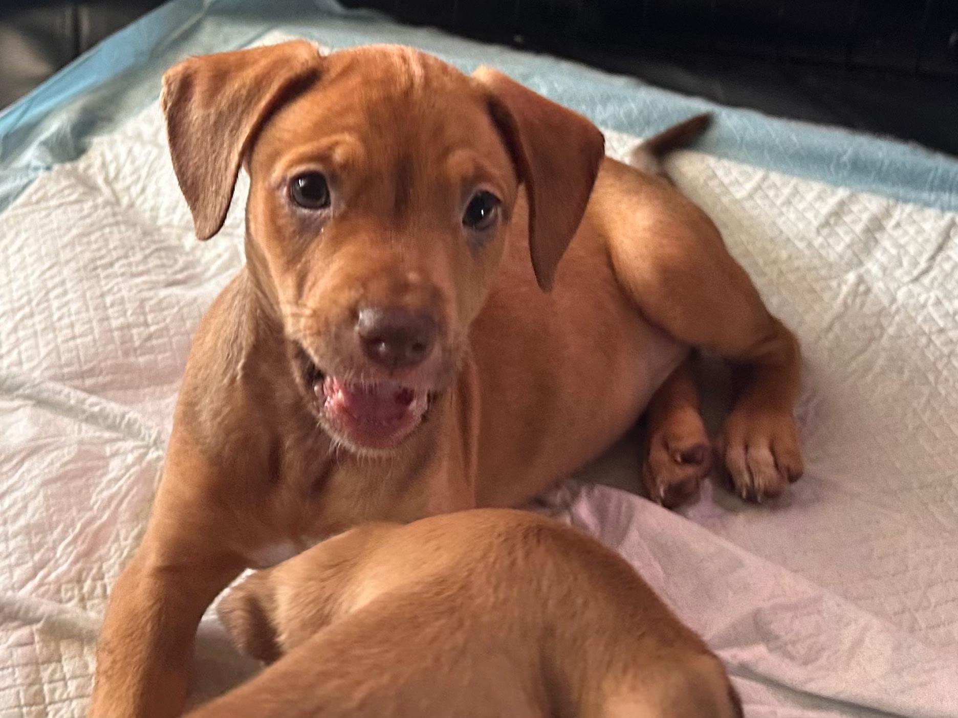 Enlarge Vixen, a ADOPTABLE mixed breed in Cape Coral, FL image 3/5