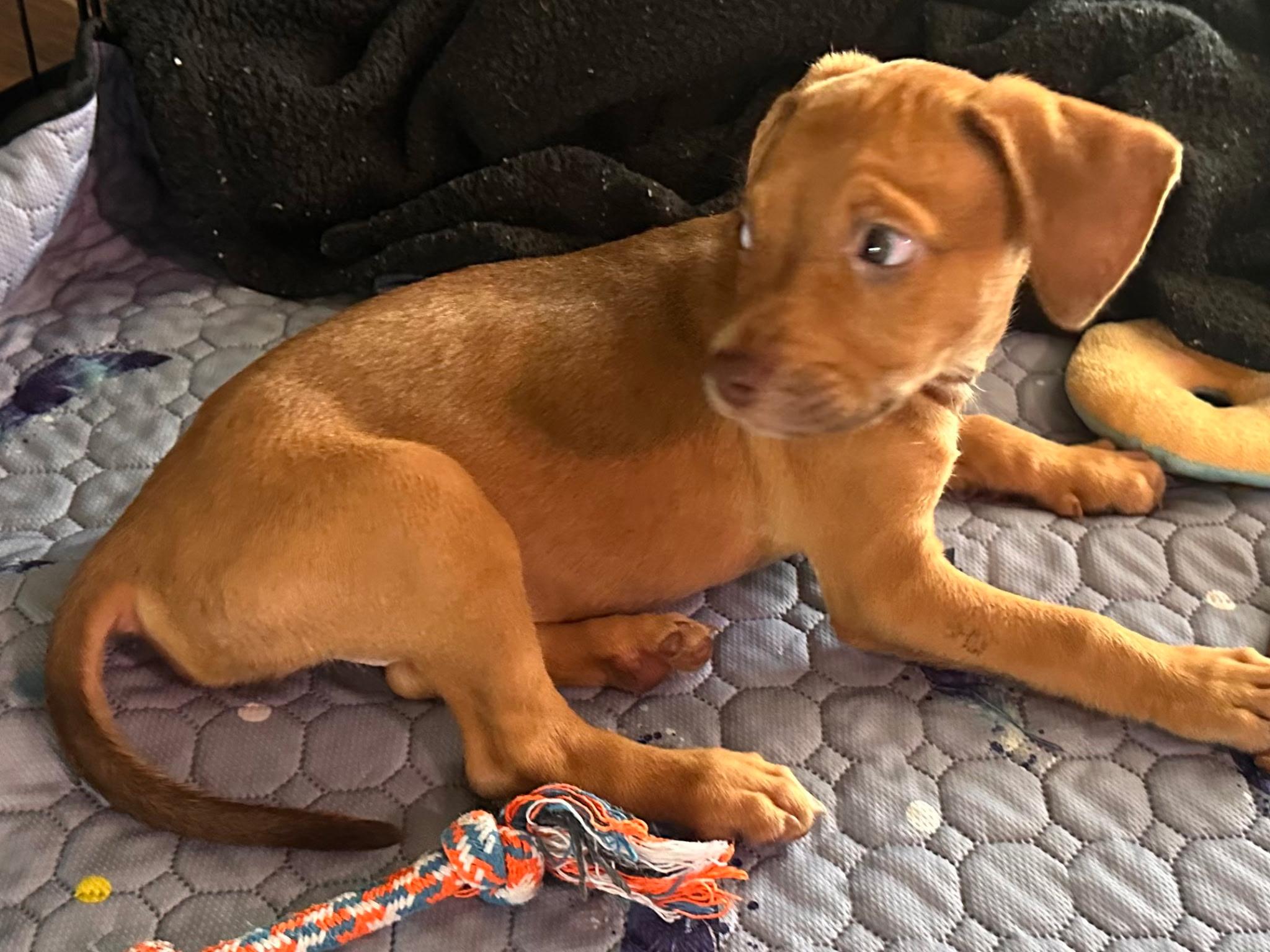 Enlarge Vixen, a ADOPTABLE mixed breed in Cape Coral, FL image 2/5