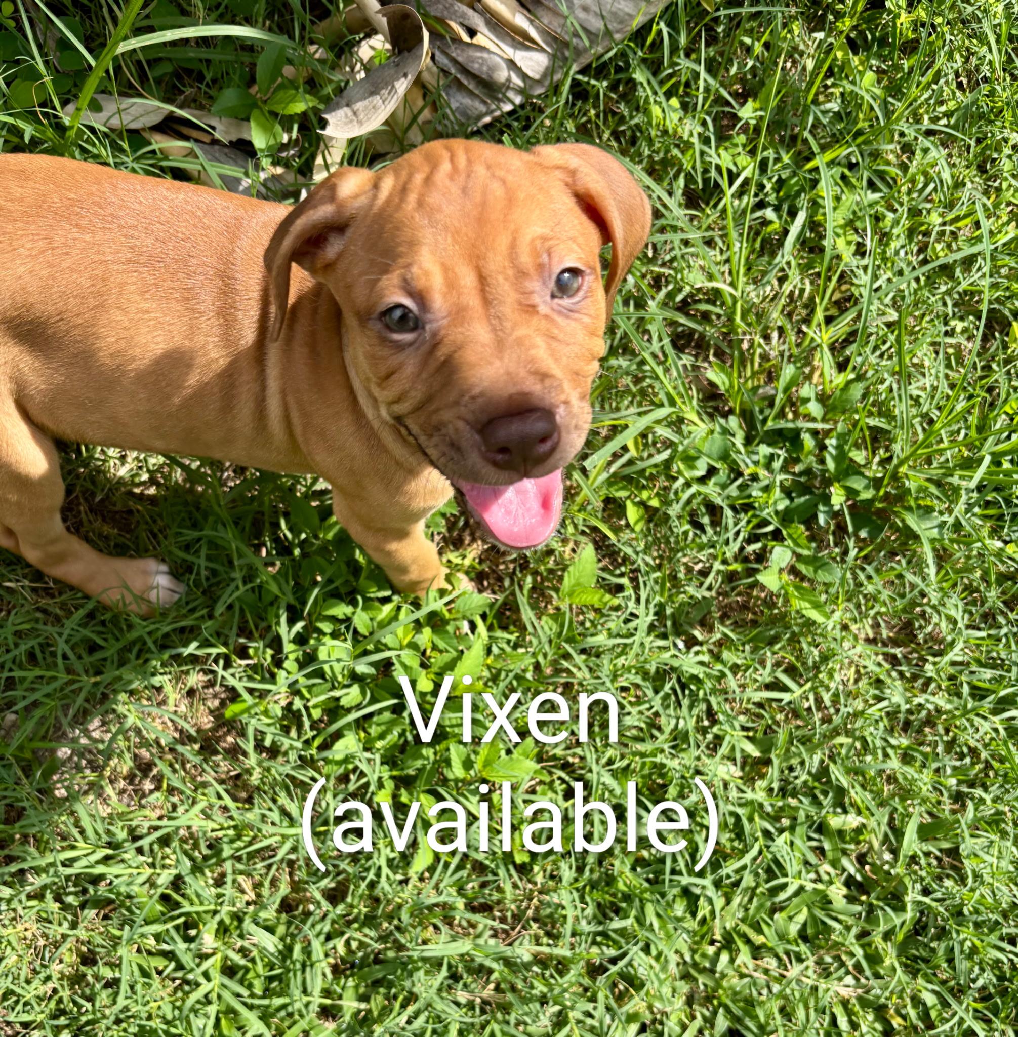 Enlarge Vixen, a ADOPTABLE mixed breed in Cape Coral, FL image 5/5