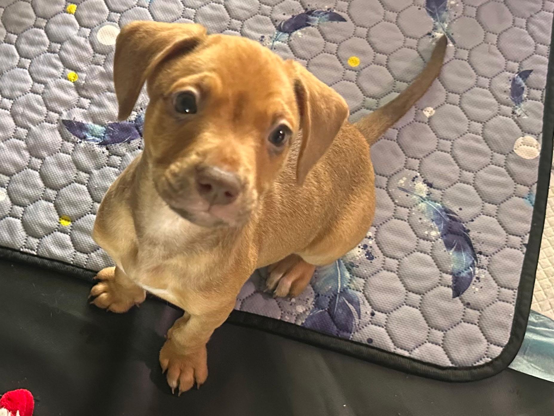 Vixen, ADOPTABLE, Puppy Female Mixed Breed.