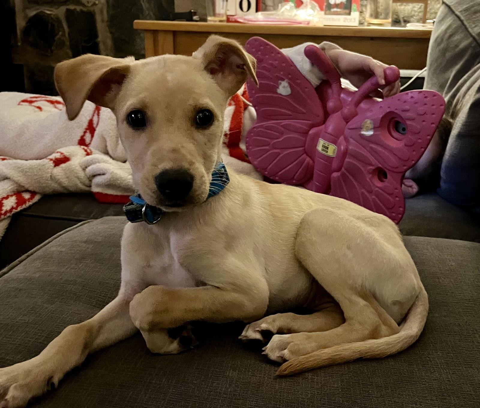 Eve, Adoptable, Puppy Female Labrador Retriever.