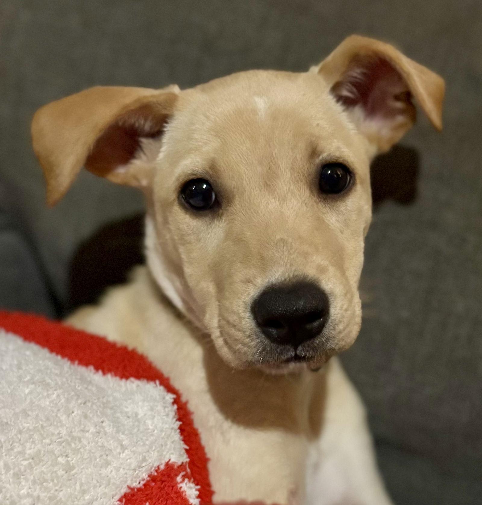 Enlarge Eve, a Adoptable Labrador Retriever in Lake Hopatcong, NJ image 2/3