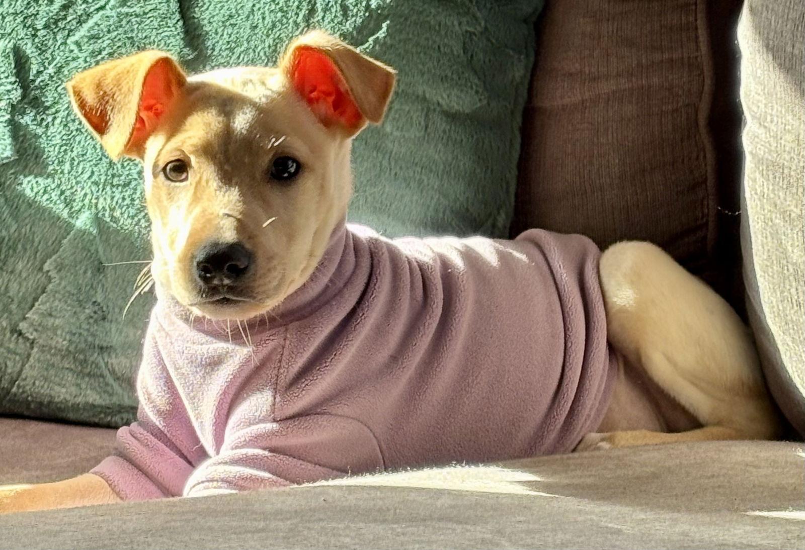 Enlarge Eve, a Adoptable Labrador Retriever in Lake Hopatcong, NJ image 3/3