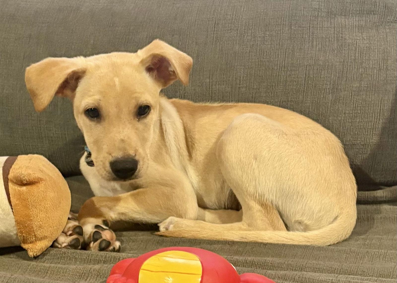 Enlarge Eve, a Adoptable Labrador Retriever in Lake Hopatcong, NJ image 3/3