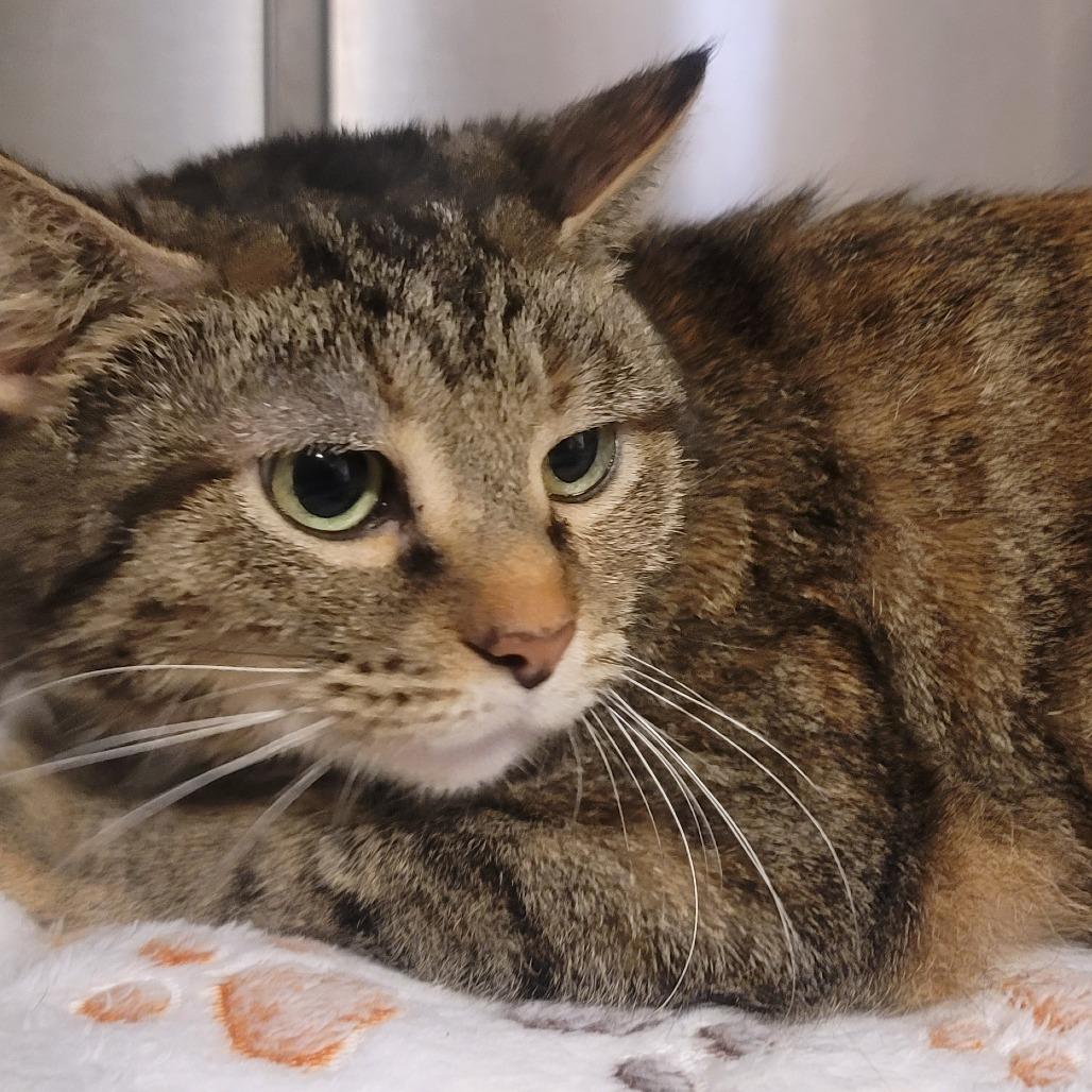 Enlarge Lima, a Adoptable Domestic Short Hair in Tipton, IN image 1/5