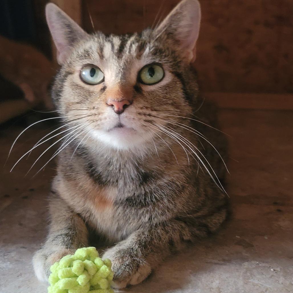 Enlarge Lima, a Adoptable Domestic Short Hair in Tipton, IN image 2/5