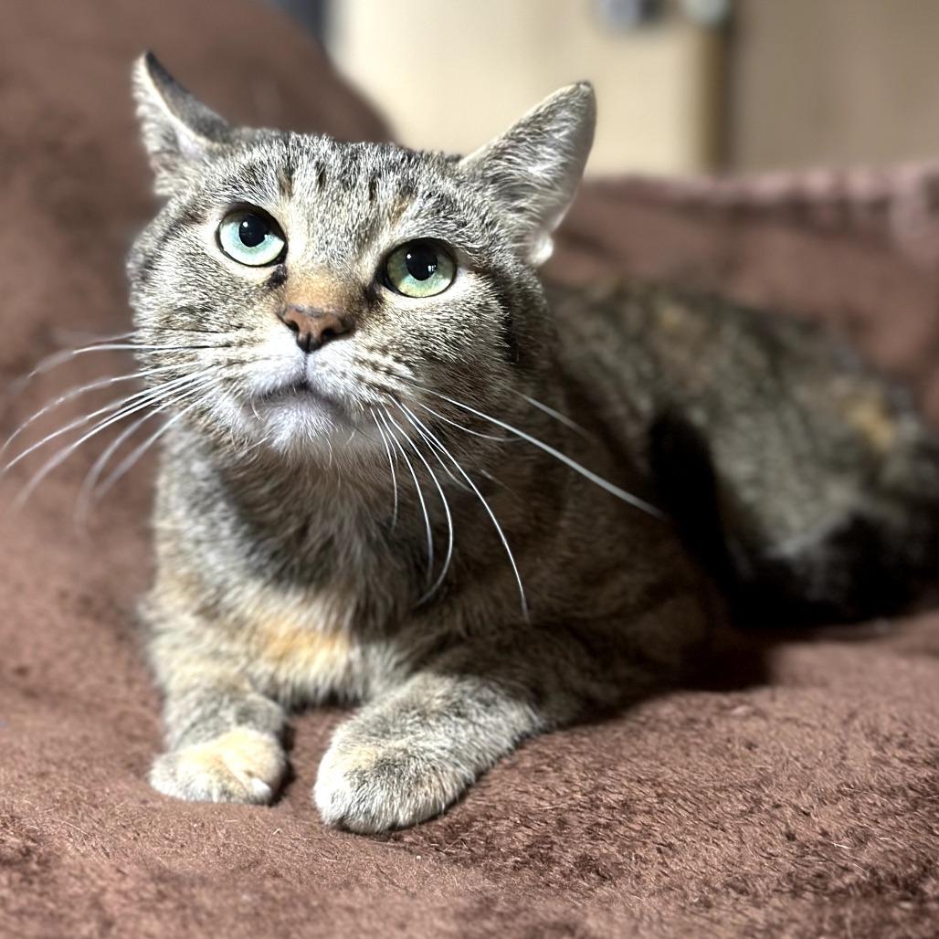 Enlarge Lima, a Adoptable Domestic Short Hair in Tipton, IN image 3/5