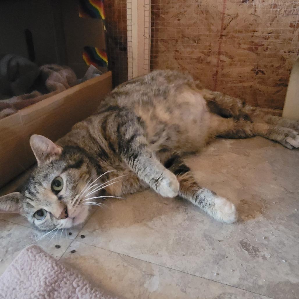 Enlarge Lima, a Adoptable Domestic Short Hair in Tipton, IN image 4/5