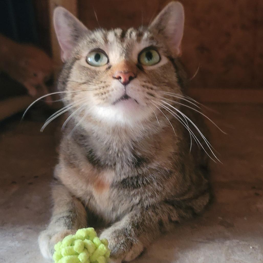 Enlarge Lima, a Adoptable Domestic Short Hair in Tipton, IN image 5/5