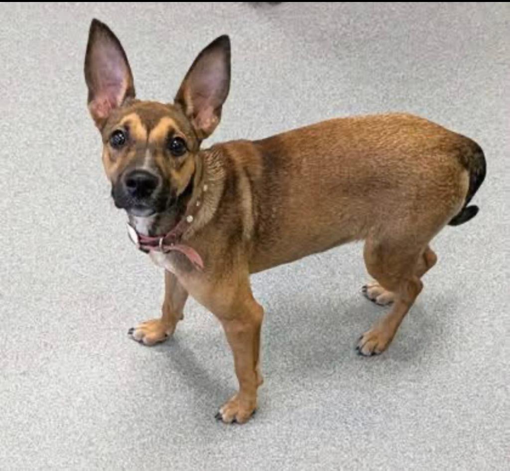 Enlarge Pearl, a Adoptable mixed breed in Blountville, TN image 1/2