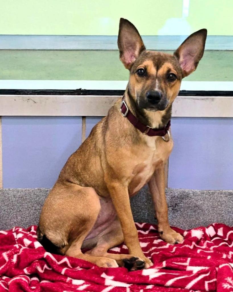 Enlarge Pearl, a Adoptable mixed breed in Blountville, TN image 2/2