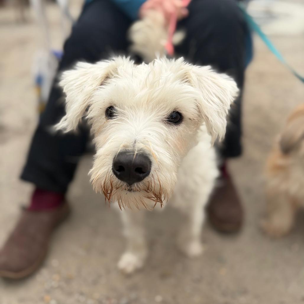 Snowball thumbnail 2