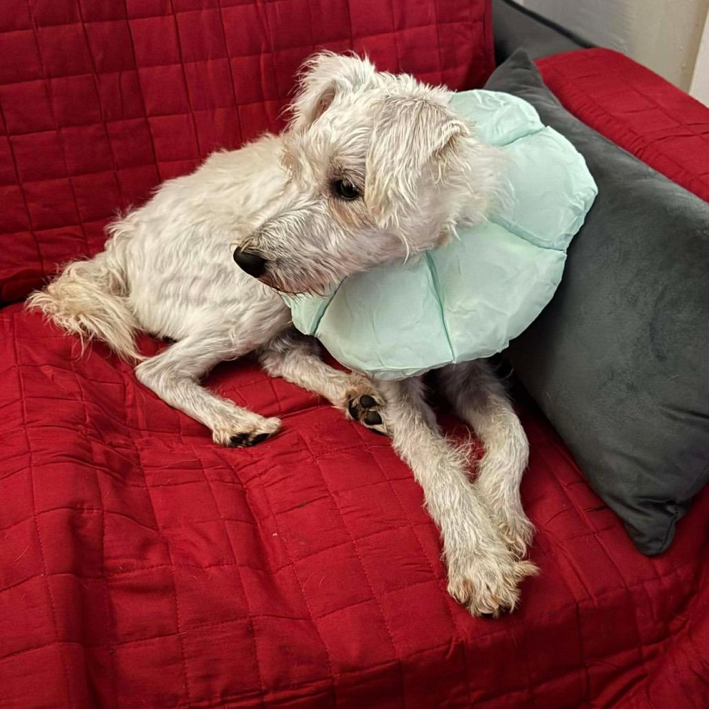 Snowball thumbnail 3