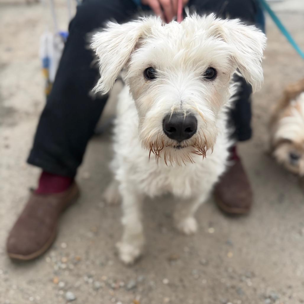 Snowball thumbnail 4