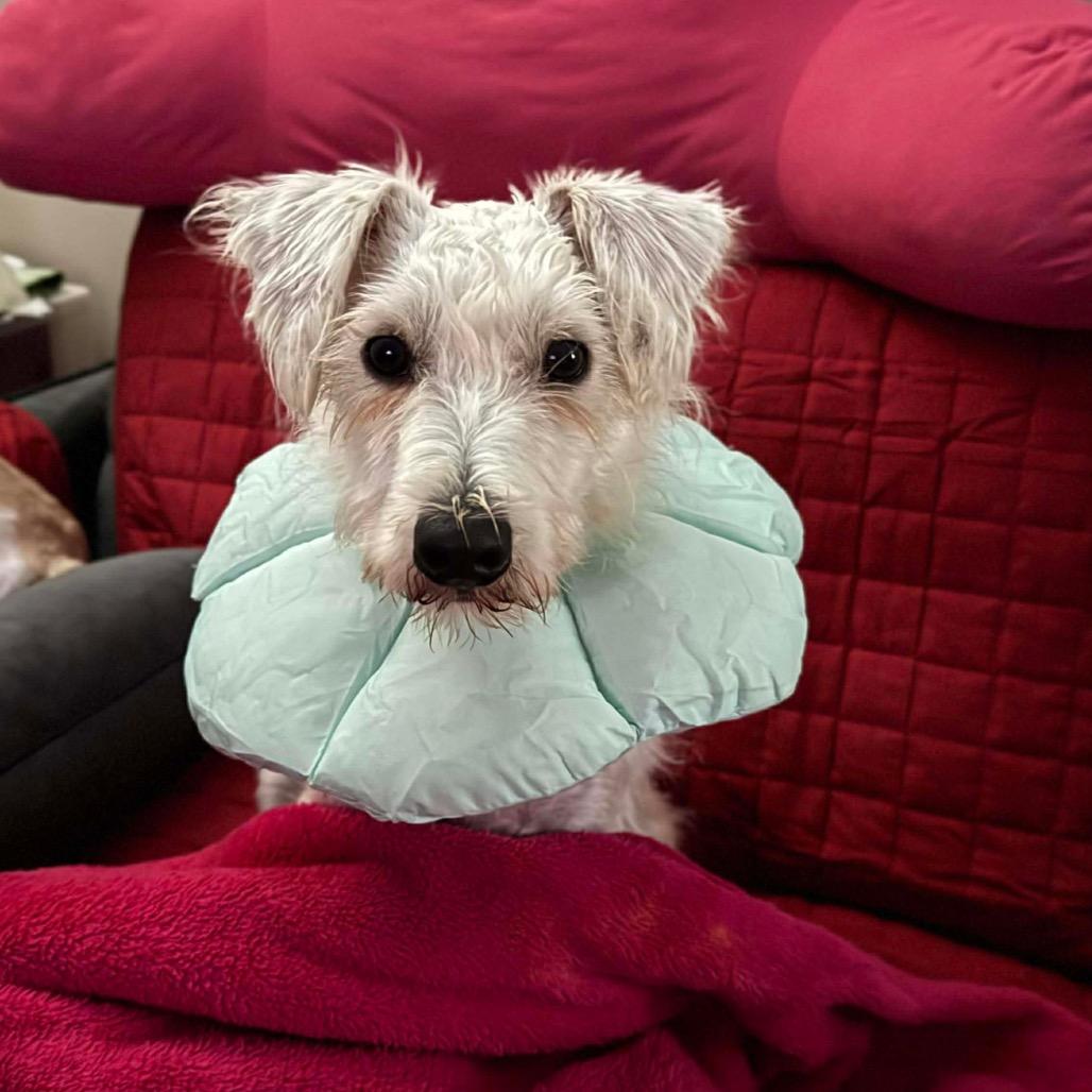 Snowball thumbnail 5